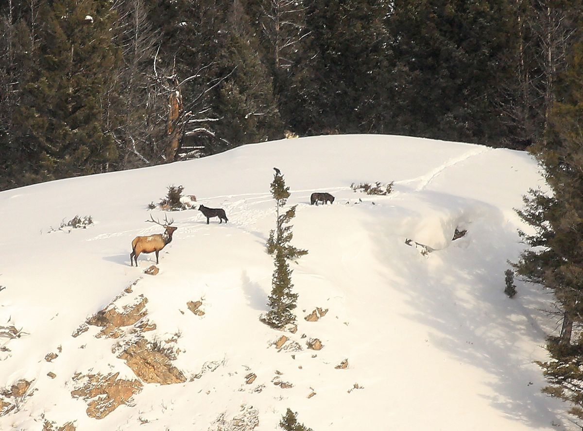 Elk Wolf Stand Off
